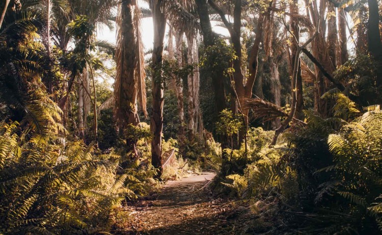 Raphia Palm forest