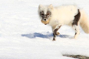 Lofoten, Bear Island & Svalbard | MS Quest