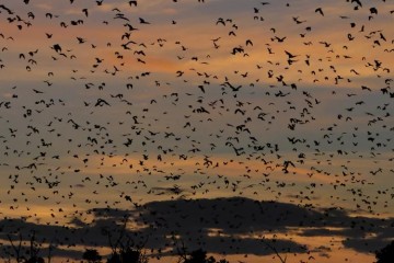 Luangwa & Kasanka: Safari & Spectacle