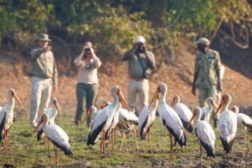 Luangwa Wilderness Trails