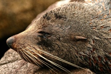 Luxury Fiordland Explorer