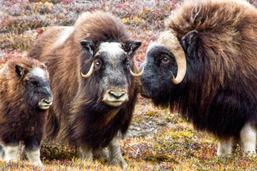 Complete East Greenland