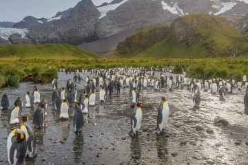 Penguin Safari: South Georgia & Antarctica