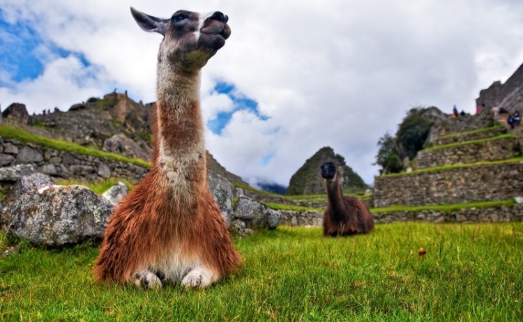 Peru Llam