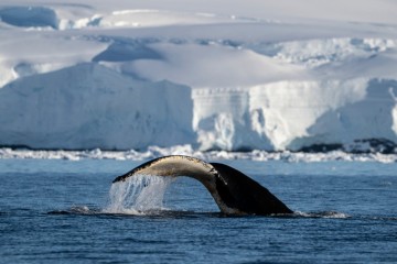 Polar Circle Air-Cruise