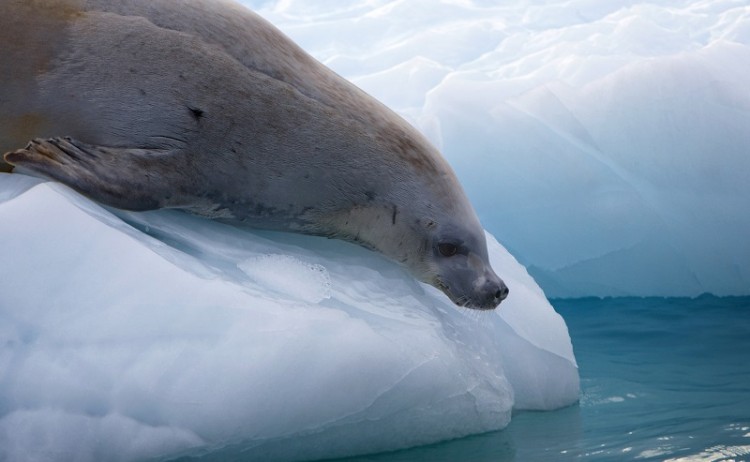 Antarctica Fur Seal Iceberg