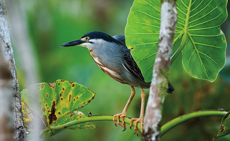 Bird Sascha Lodge