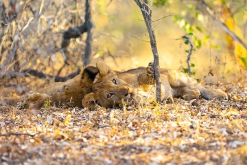 Nyerere (Selous) Fly-in Safari