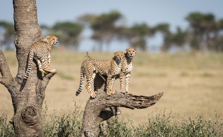 Usawa Serengeti Mobile Camp cheetha