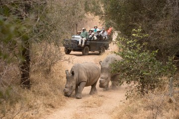 Shiduli Wildlife Immersion