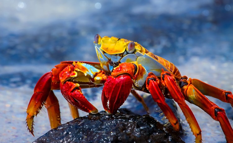 Crab