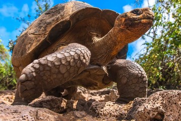 Signature Galapagos Express