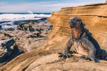 Signature Galapagos Express
