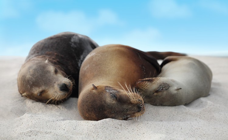 Seal