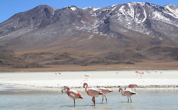 Salt flats 7
