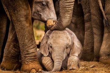 Magical Victoria Falls and Chobe 