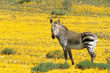 South African Splendors
