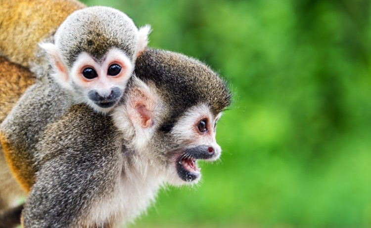 Monkeys Amazon Rainforest