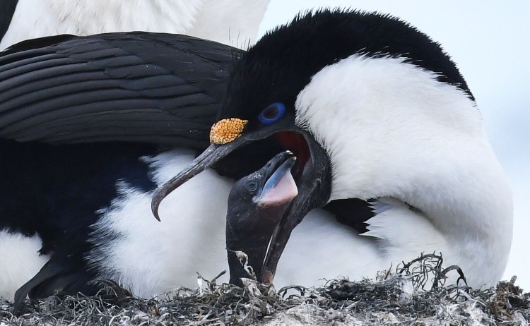 Antarctica Meal time