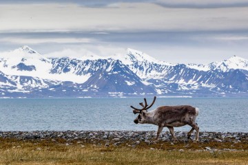 Spitsbergen Explorer: Arctic Wildlife Capital