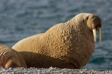 Spitsbergen Explorer: Arctic Wildlife Capital