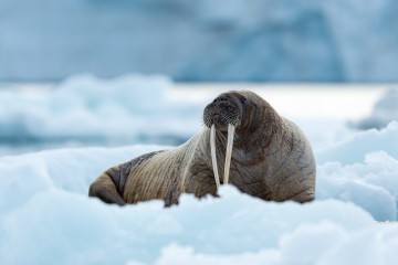 Spitsbergen Highlights