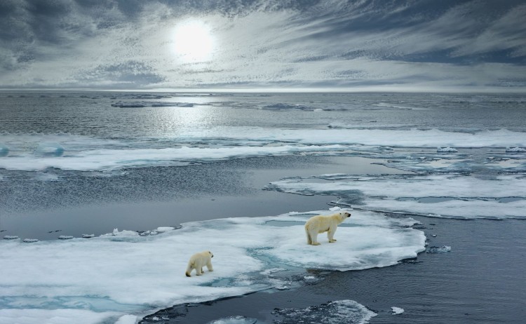 Polar bear and cub midnight sun