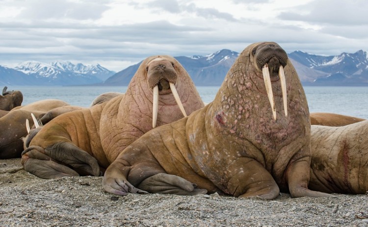 Sealion Arctic