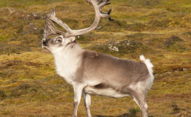 reindeer spitsbergen