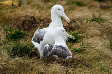 Subantarctic Discovery Cruise