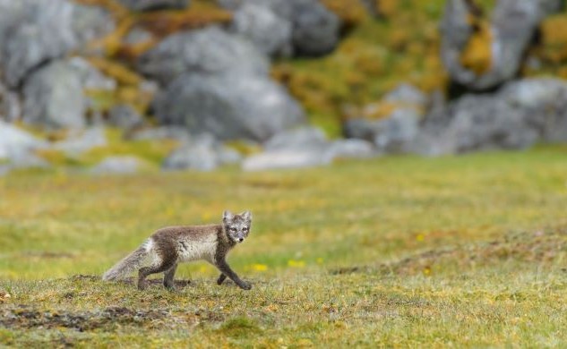Alkehornet 1 svalbard sm
