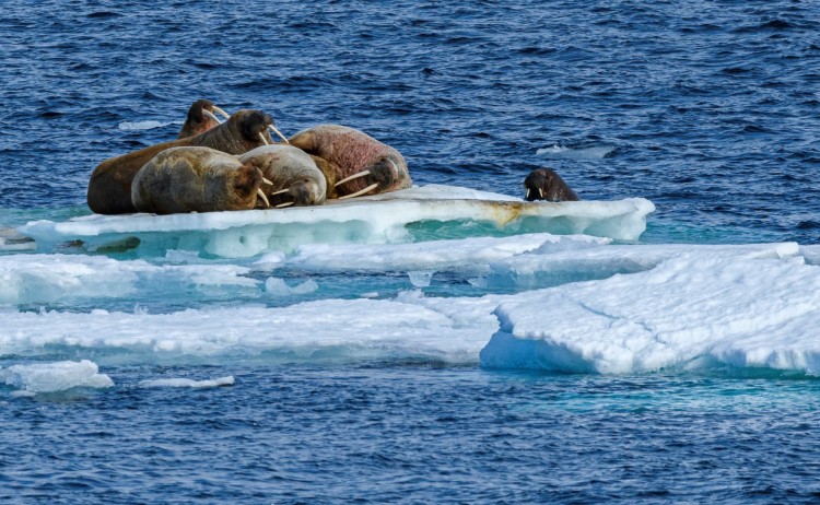 Pack Ice 1 Svalbard