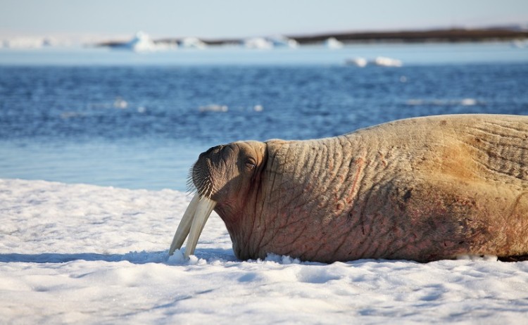 Walrus 1