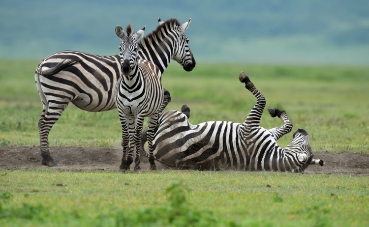 shutterstock 647294455