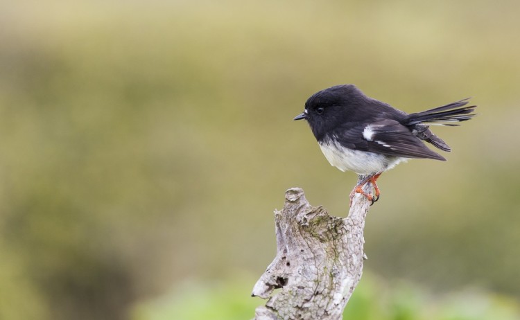 Tomtit heritage