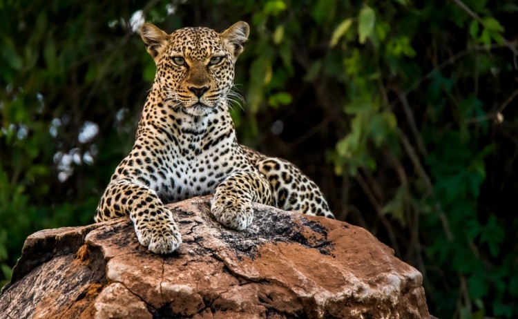 SMALL Samburu leopard shutterstock 1641179530