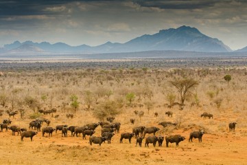 Tsavo and Masai Mara Unveiled