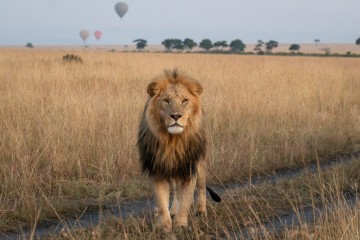 Tsavo and Masai Mara Unveiled