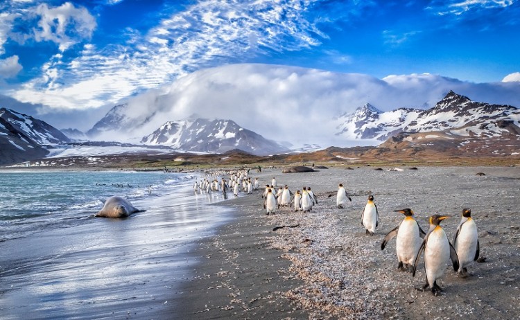 South Georgia beach Ultimate Antarctica