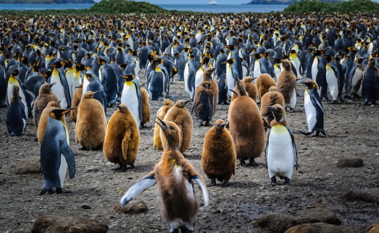 King Penguins on beach South Georgia Ultimate Antarctica