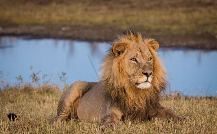 Lion DDS small