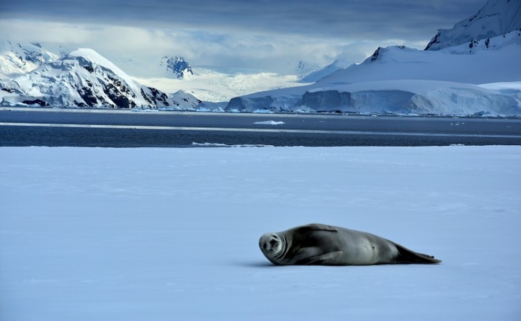 Antarctica Seal 