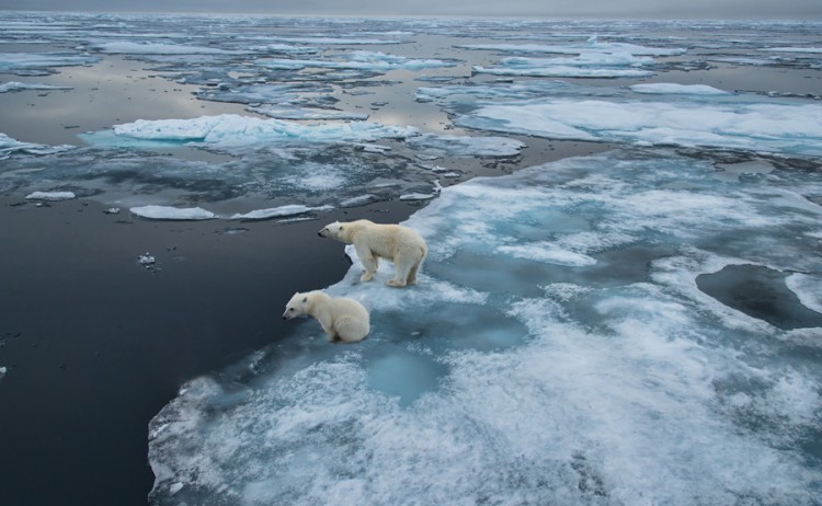 polar bear