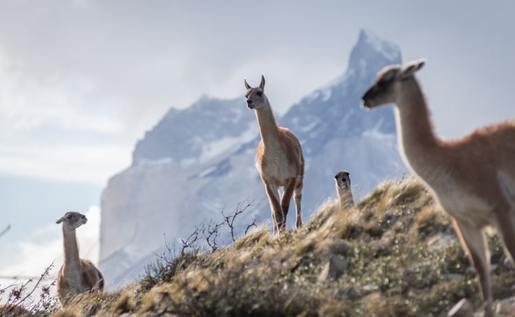 Patagonia wildlife