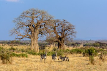 Unique Stay: Jabali Ridge