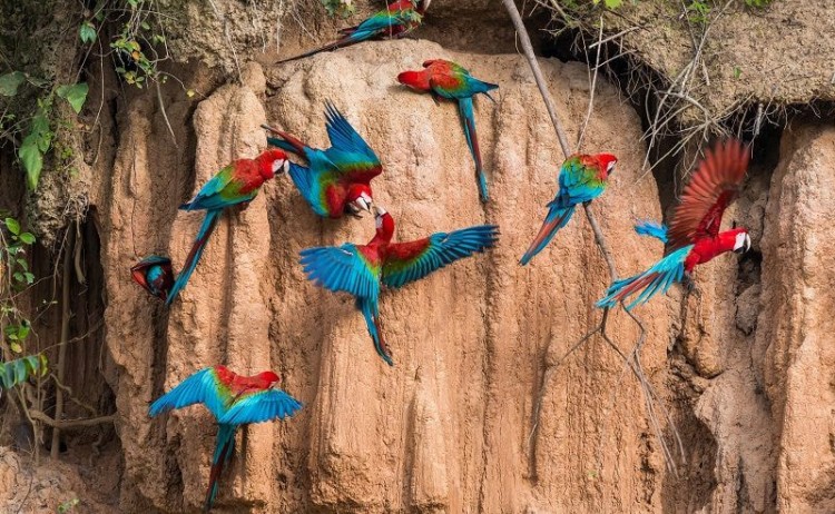 Macaw Clay Lick