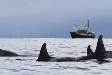 Whales & Northern Lights | M/S Stockholm