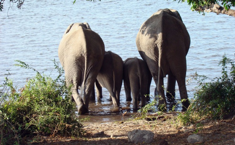 Chobe small