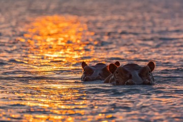Wild Tanzania: Ruaha, Nyerere and Mafia Island