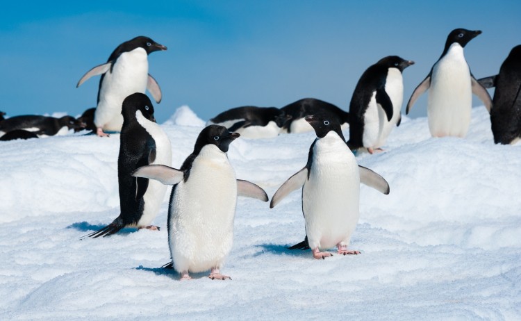 Adelie Penguins shutterstock 117644425